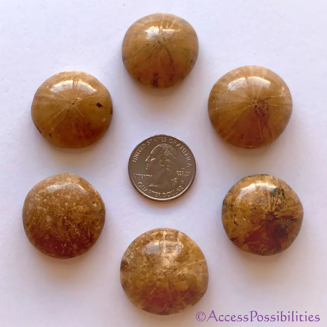 Sand Dollar Fossils From Madagascar AKA Sea Urchin Fossils - Polished Tops